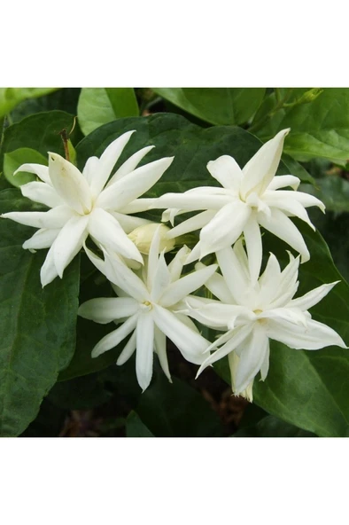 Arap Yasemini Fidanı (Jasminum Sambac) 10-20 cm ürün görseli 1