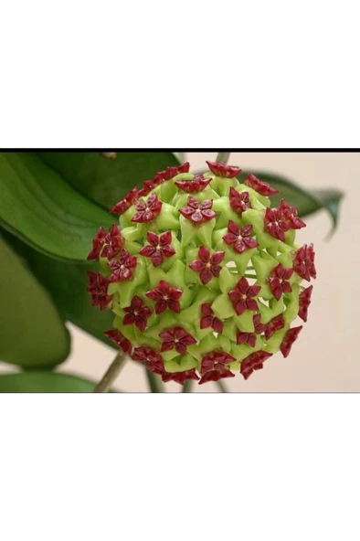 Bordo Yeşil Renkli Mum Çiçeği Fidanı 10-20 cm ürün görseli