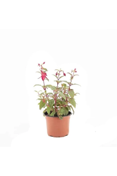 Kırmızı Mor Küpeli Çiçeği Fidanı 10-20 cm - Resim 5