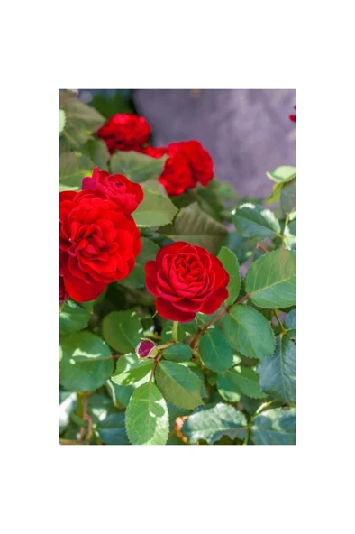 Gül Fidanı Kokulu 10-20 cm - Resim 2