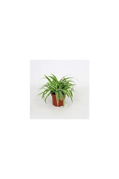 Kurdele Kordele Çiçeği 10-20 cm Chlorophytum Comosum - Resim 2