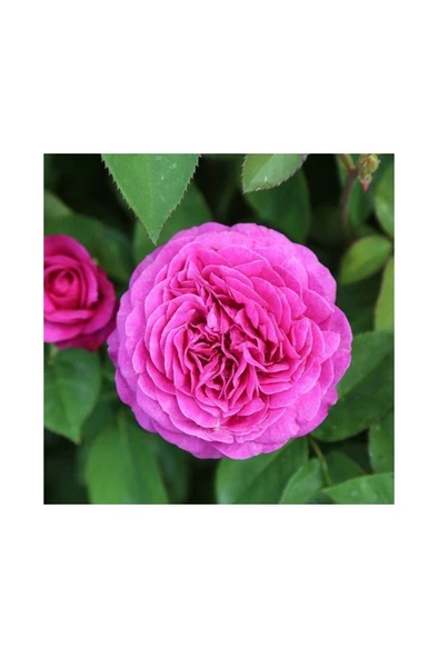 7 Adet Sarmaşık Isparta Gülü Rosa Rampicanti 10-20 cm - Resim 2