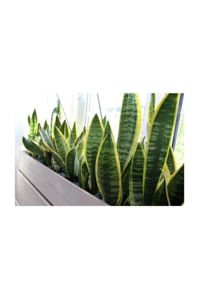 Sarı Çizgili Kılıç Çiçeği Peygamber Kılıcı Paşa Kılıcı 20-30 cm - Resim 3