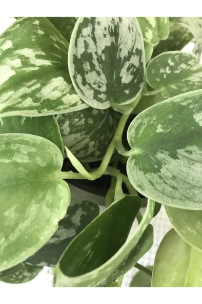 Scindapsus Pictus / Saten Potos Sarmaşığı 10-20 cm - Resim 3