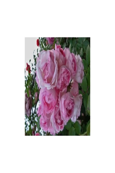 Sultan Kokulu Isparta Gül Fidanı 10-20 cm - Resim 2