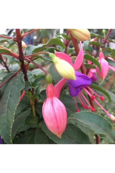 Kırmızı Mor Küpeli Çiçeği Fidanı 10-20 cm - Resim 3