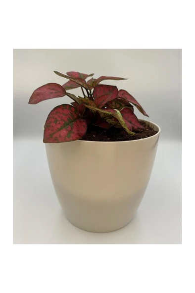 Hostes Çiçeği (Hypoestes) Çilli Yaprak Çiçeği Kırmızı Puantiyeli - Resim 3