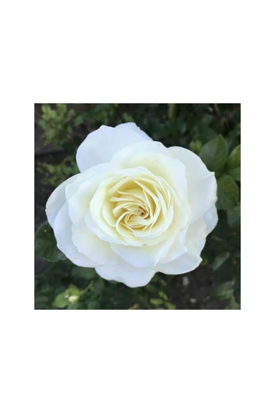 Beyaz Yediveren Gül Fidanı 1 Adet 10-20 cm ürün görseli