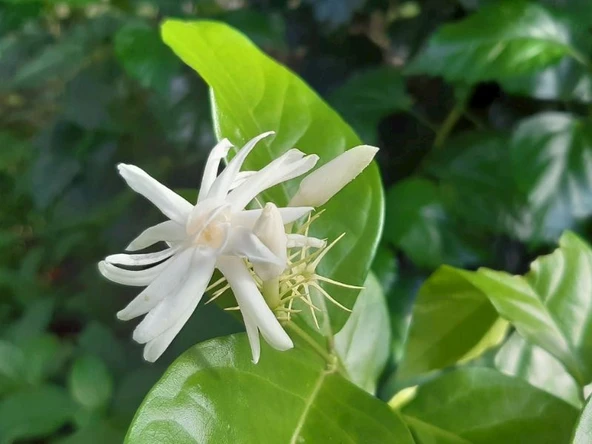 Saksılı Arap Yasemini Fidanı 10-20 cm - Resim 3