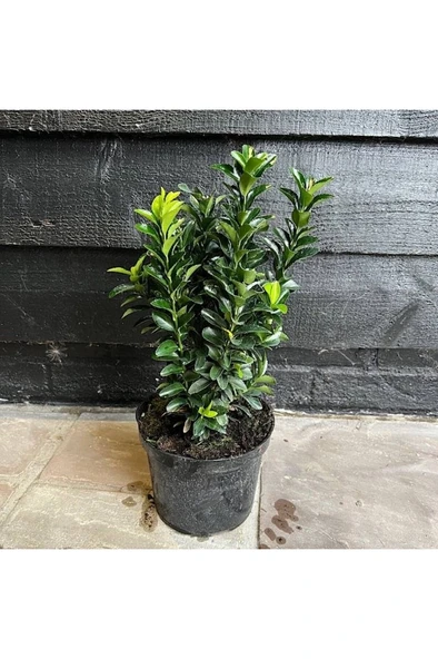 Yeşil Taflan Fidanı 10-20 cm ürün görseli