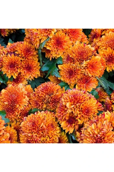 Kasımpatı Saksı’da (Chrysanthemum) Turuncu Renk 10-20 cm ürün görseli