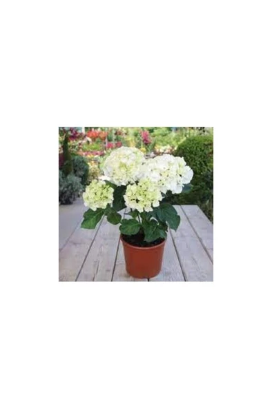 Ortanca Fidanı Hydrangea Macrophylla , Beyaz 10-20 cm - Resim 3
