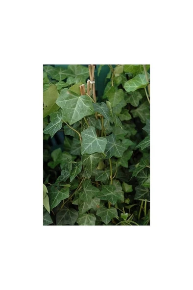 Orman Sarmaşığı Fidanı 10-20 cm ürün görseli