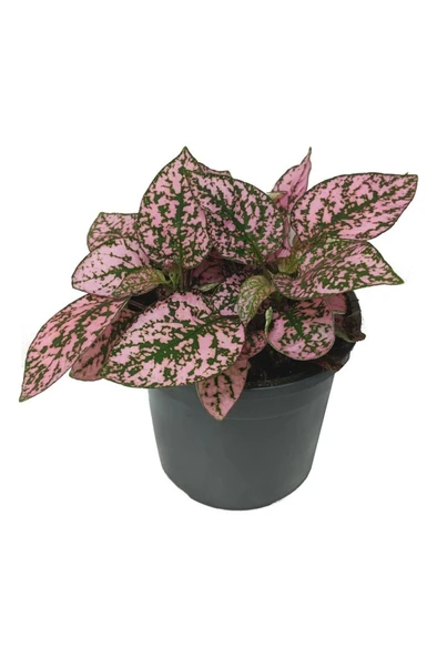 Saksıda Hostes Çiçeği, Çilli Yaprak Çiçeği 10-20 cm - Resim 2