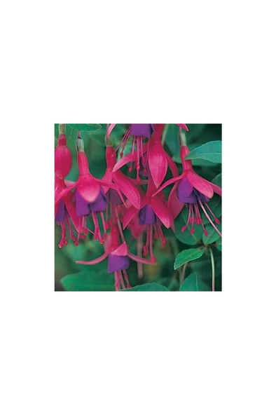 Katmerli Kırmızı Eflatun Küpe Çiçeği Fidanı 10-20 cm - 2