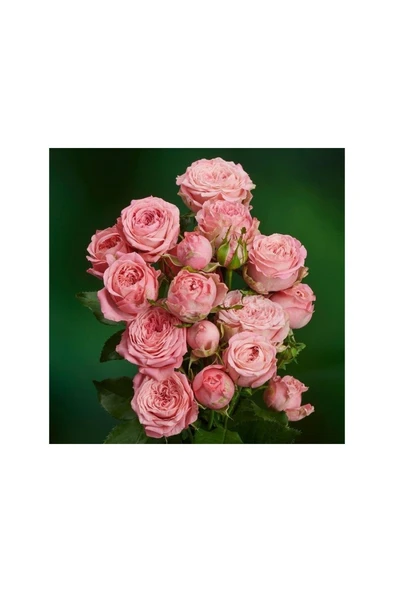 Yavruağzı Yediveren Sarmaşık Gül Fidanı 15 Adet 10-20 cm - Resim 2