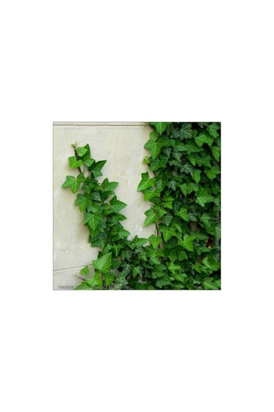 Duvar Sarmaşığı ( Hedera Helix ) Kaya Sarmaşığı Fidanı 10-20 cm - Resim 3
