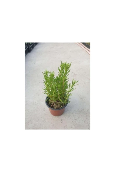 Biberiye ( Rosmarinus Officinalis ) Fidanı 10-20 cm - Resim 2