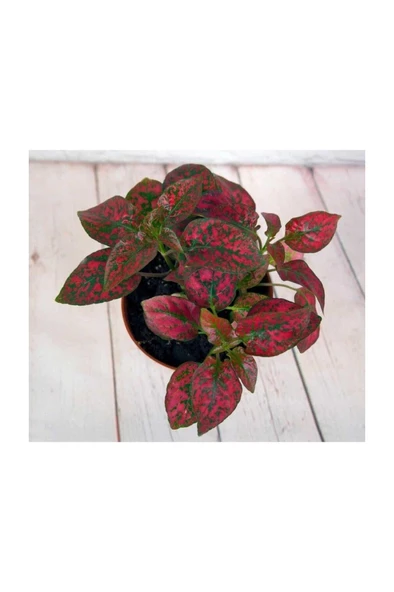 Hostes Çiçeği Kırmızı Çilli Yaprak Güzeli Hipoestes Phyllostachya 10-20 cm - Resim 2