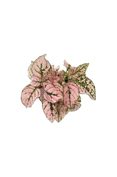 Saksıda Hostes Çiçeği, Çilli Yaprak Çiçeği 10-20 cm ürün görseli