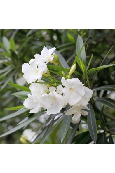 Zakkum Fidanı 30-60 cm - Resim 2