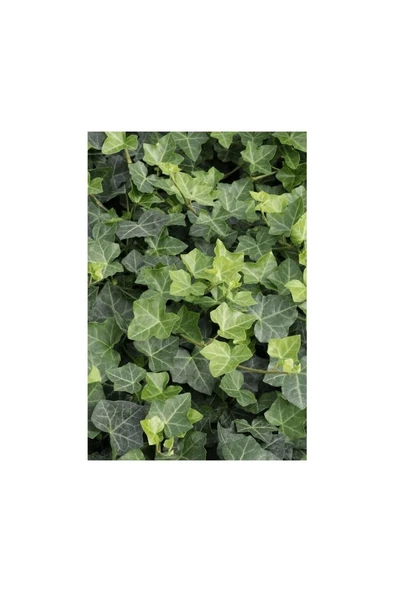 Duvar Sarmaşığı ( Hedera Helix ) Kaya Sarmaşığı Fidanı 10-20 cm ürün görseli