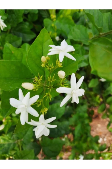 Arap Yasemini Fidanı 10-20 cm - Resim 4