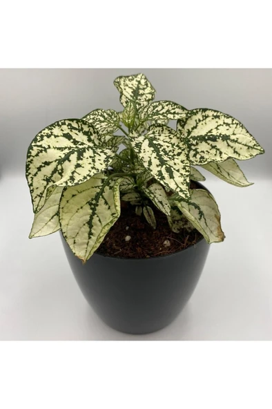 Hostes Çiçeği (Hypoestes) Çilli Yaprak Çiçeği Beyaz Puantiyeli 10-20 cm - Resim 3