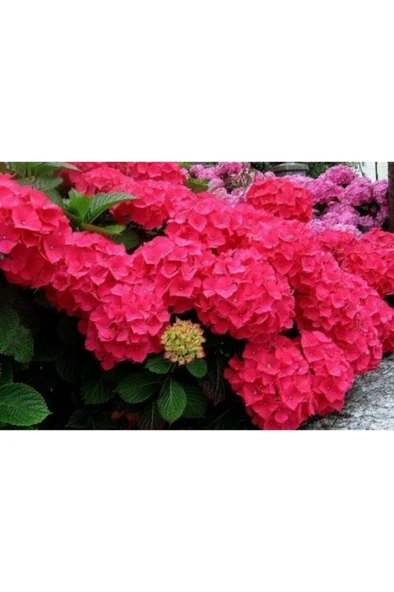 Kırmızı Ortanca Çiçeği Fidanı 10-20 cm ürün görseli