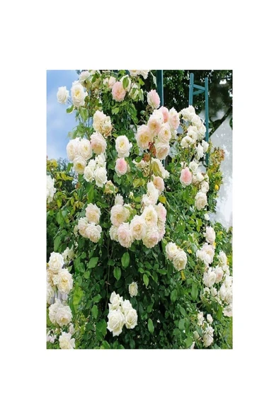 Minyatür Gül Fidanı Krem Beyazı Aşılı Gül Fidanı 10-20 cm - Resim 2