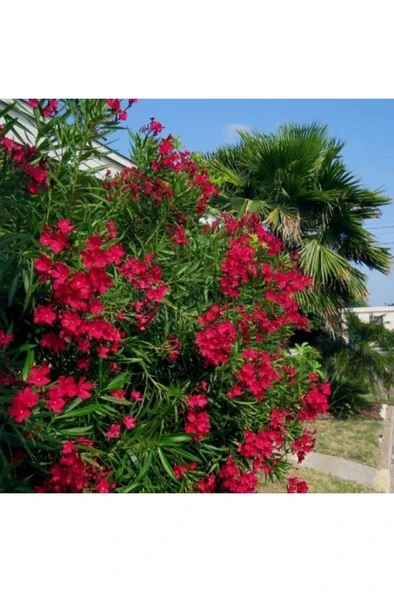 Zakkum Fidanı 30-60 cm - Resim 4