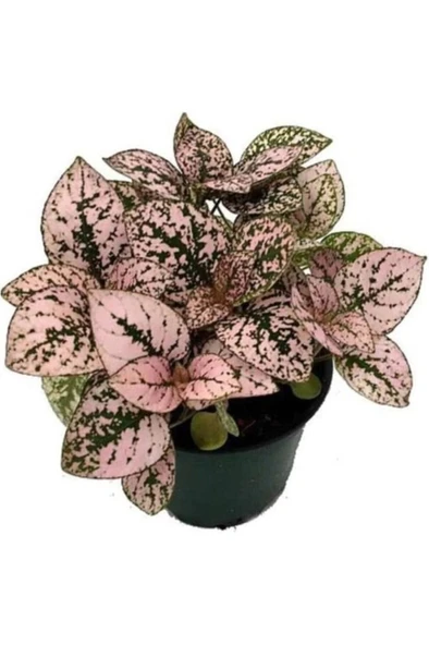 Fittonia Hostes Çiçeği Çilli Yaprak Güzeli Yeşil Mor Benek 10-20 cm - Resim 4