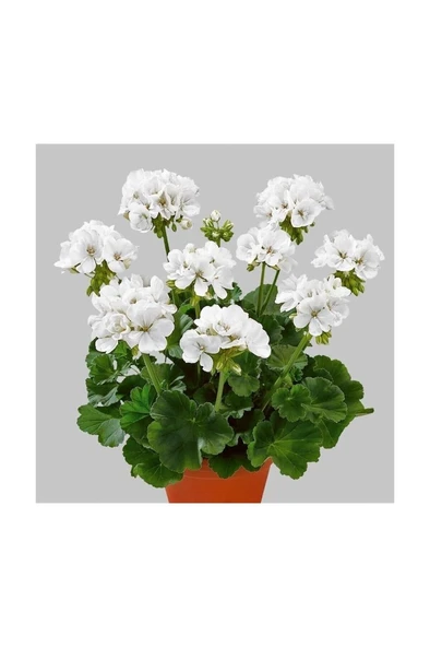 Canlı Saksılı Sardunya Çiçeği Fidanı-Beyaz 10-20 cm ürün görseli