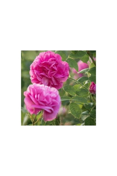 Reçellik Kokulu Pembe Isparta Gülü Fidanı 15-25 cm ürün görseli