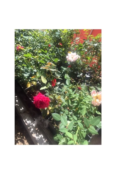 Minyatür Gül Fidanı Krem Beyazı Aşılı Gül Fidanı 10-20 cm ürün görseli