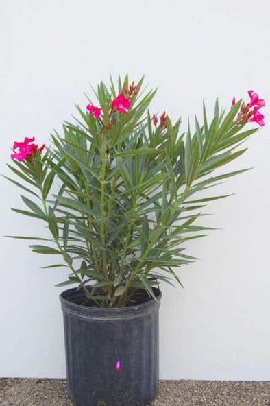 Zakkum Fidanı 30-60 cm - Resim 3