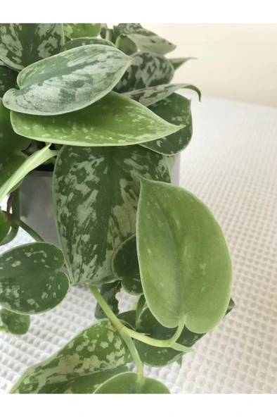 Scindapsus Pictus / Saten Potos Sarmaşığı 10-20 cm - Resim 2