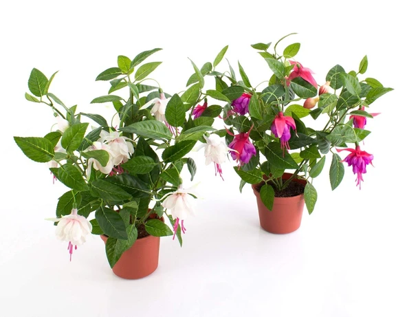 Katlı Pembe Beyaz Fuchsita Küpe Çiçeği Fidanı 10-20 cm - 3