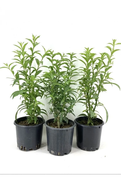 Gece Sefası Limon Çiçeği Melisa 3 Adet 10-20 cm ürün görseli