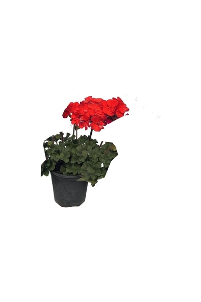 Sardunya Çiçeği Fidanı Kırmızı 10-20 cm ürün görseli