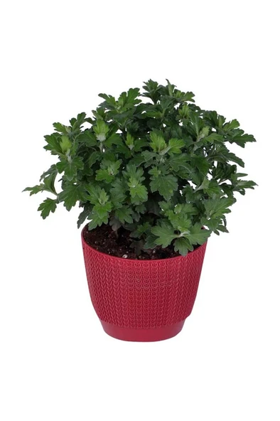 Kasımpatı Saksı’da (Chrysanthemum) Turuncu Renk 10-20 cm - Resim 2
