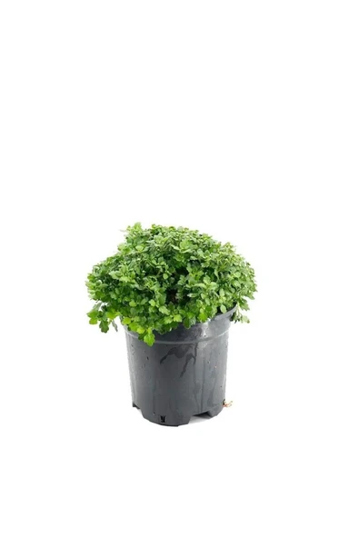 Kasımpatı Fidanı Karışık Renk 2'li Set 10 - 20 cm - Resim 3