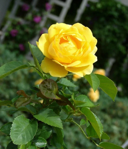 Gül Fidanı Kokulu 10-20 cm - Resim 2