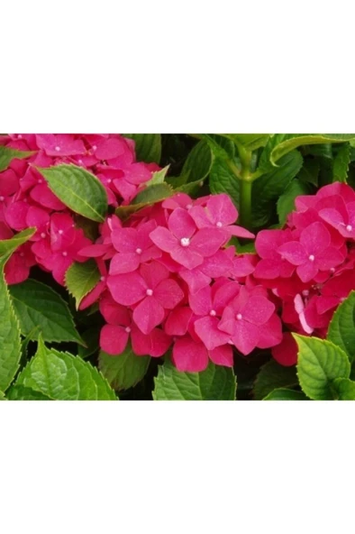 Kırmızı Ortanca Çiçeği Fidanı 10-20 cm - Resim 2