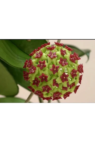 Bordo Yeşil Renkli Mum Çiçeği Fidanı 10-20 cm - Resim 3