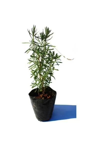 Sinek Kovucu Lavanta Fidanı 10-20 Cm - Resim 3