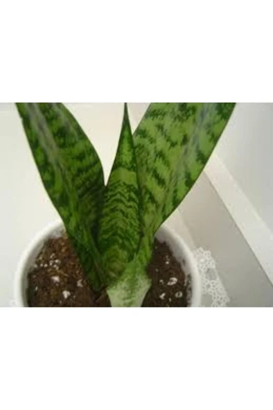 Paşa Kılıcı Fidesi Fidanı Sansevieria 10-20 cm - Resim 3