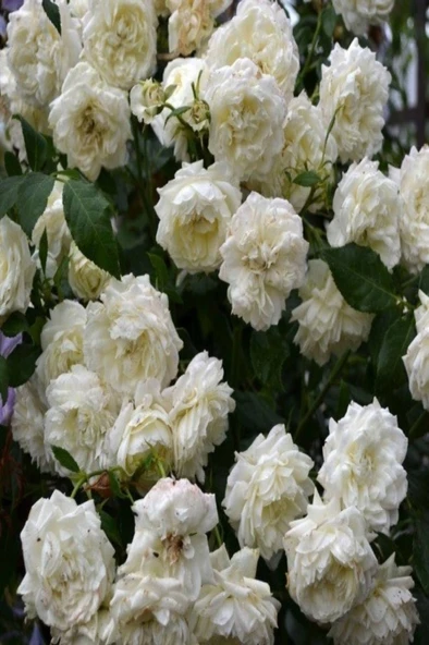 Gül Fidanı Krem Beyazı Aşılı Gül Fidan Kokulu Yediveren Sarmaşık ürün görseli