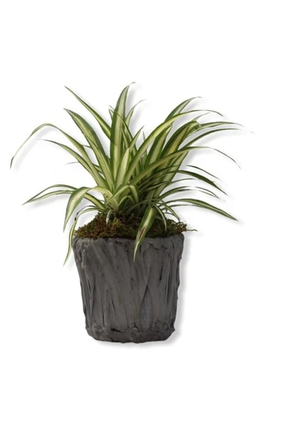 Yavrulu Kurdele Çiçeği 1 Adet Chlorophytum 10-20 cm - Resim 3