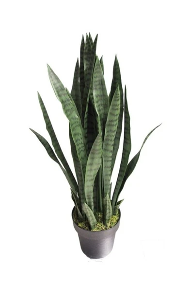 Paşa Kılıcı Fidesi Fidanı Sansevieria 10-20 cm ürün görseli